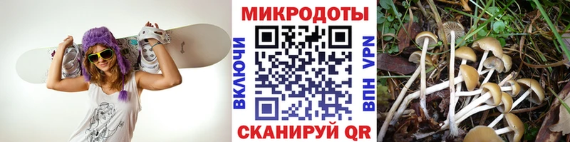Галлюциногенные грибы Psilocybine cubensis  купить наркоту  Владивосток 